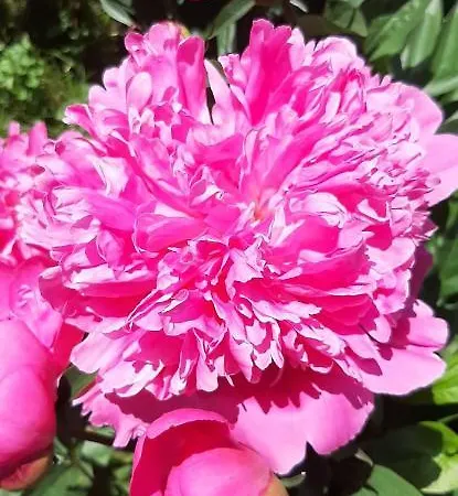 Mamas & Papas * グダニスク