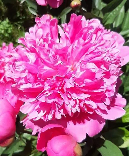 Mamas & Papas * 格但斯克